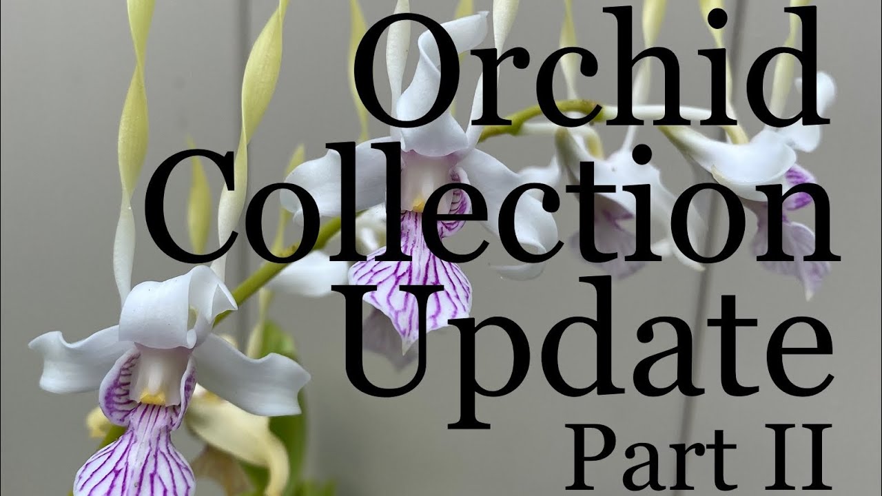 Orchid Collection Update Part II: The Shade House, February 2022