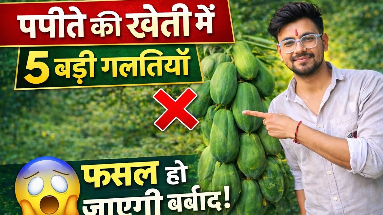 पपीता की खेती कैसे करें | Papaya farming in Hindi | पपीते की 5 बड़ी गलतियाँ