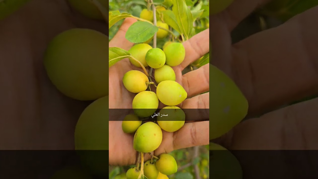 ١٩ يناير ٢٠٢٦