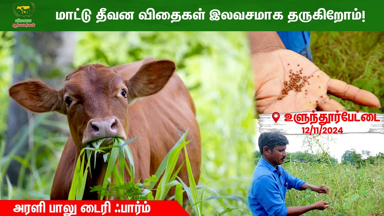 இலவசமாக தீவன விதைகள் மற்றும் கரணைகள் இங்கு கிடைக்கும் #vivasayaarvalargal