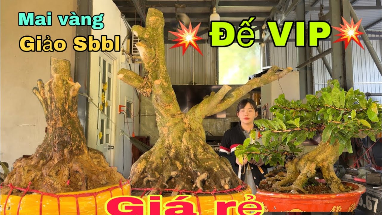 Mai vàng giảo đế VIP giá rẻ ngày 30/12/2025 Xuân 0776000017 