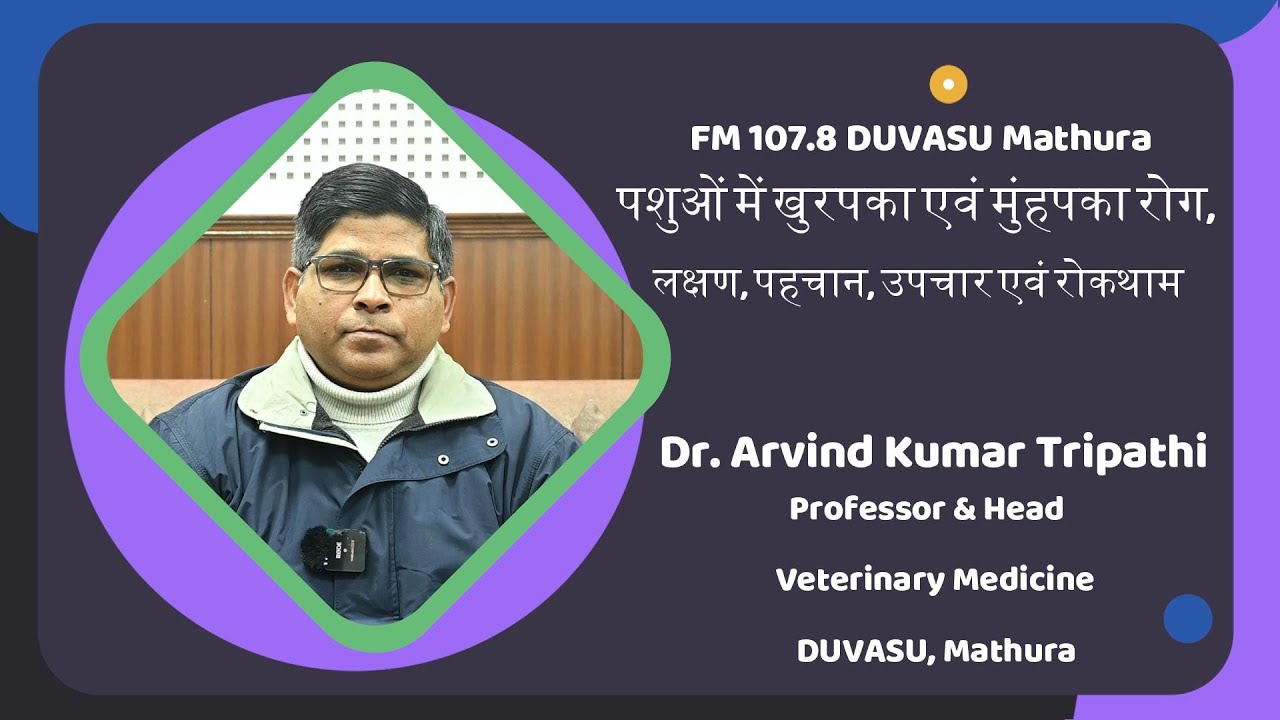 पशुओं में खुरपका एवं मुंहपका रोग, लक्षण, पहचान, उपचार एवं रोकथाम