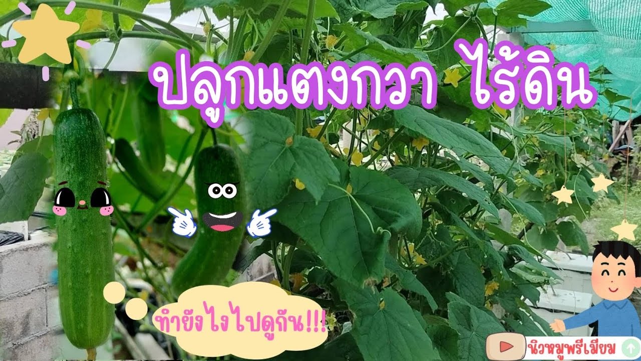 ปลูกแตงกวา🥒 ไฮโดรโปนิกส์น้ำนิ่ง ผลใหญ่เนื้อกรอบ โตไว#ไฮโดรโปนิกส์ #แตงกวา #ผักสวนครัว