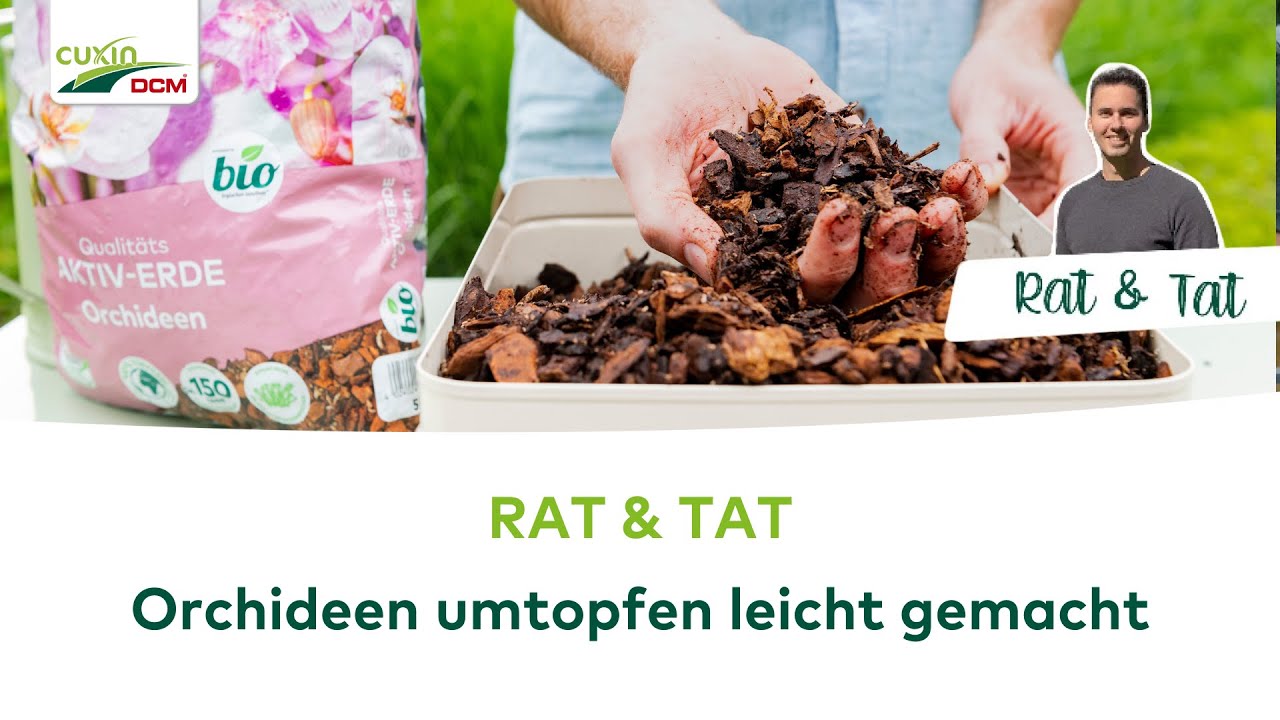 RAT & TAT: Orchideen umtopfen leicht gemacht