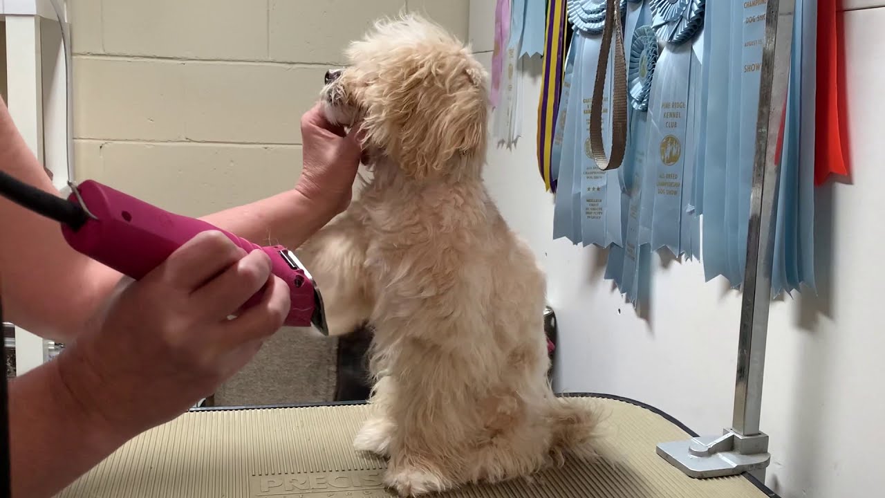Toilettage - Tondre un chien. Réparer une mauvaise coupe de cheveux pour chiens.