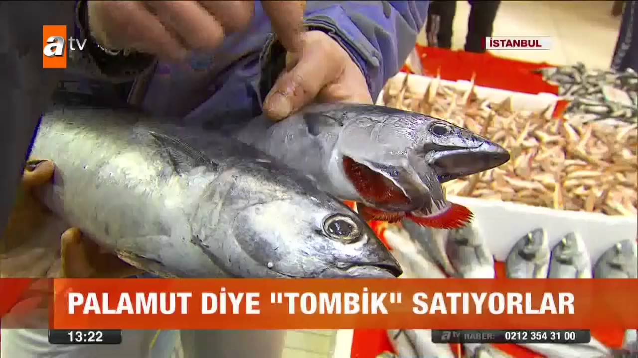 Palamut diye 