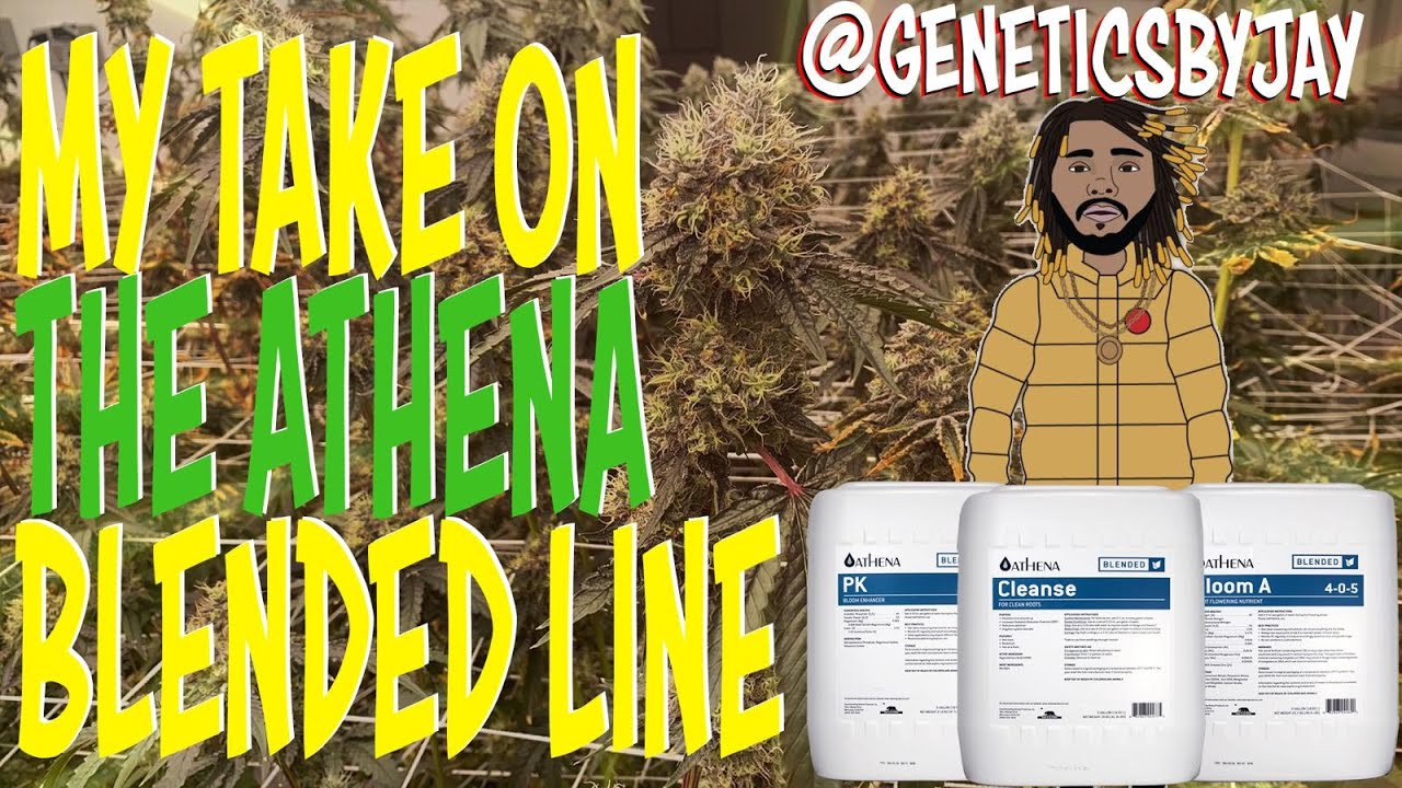MY TAKE ON THE ATHENA BLENDED LINE