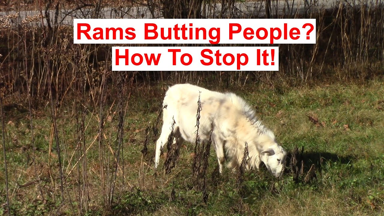 Sheep Rams Butting People? How to Stop It with St Croix Sheep