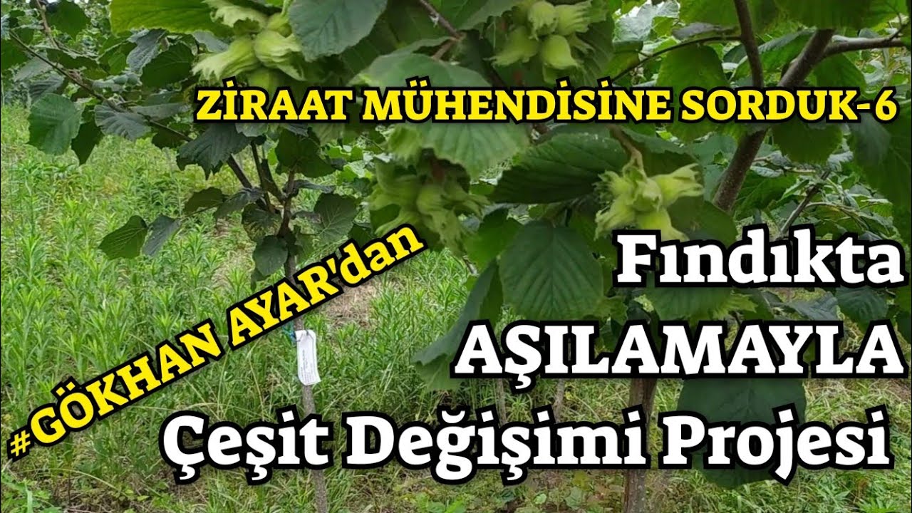 Fındıkta AŞILAMA Yöntemiyle Çeşit Değişimi Nasıl olur ? #GÖKHAN AYAR