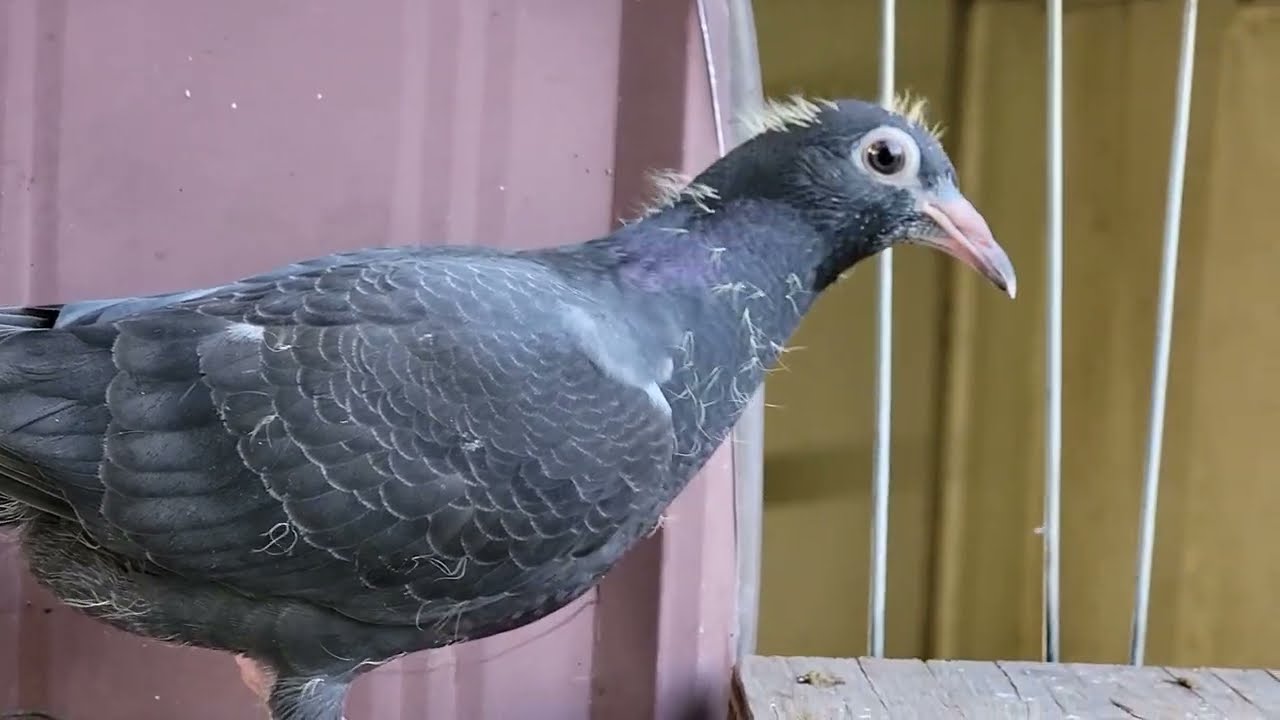 BRAVE YOUNG BIRDS | Racing homer Pigeon