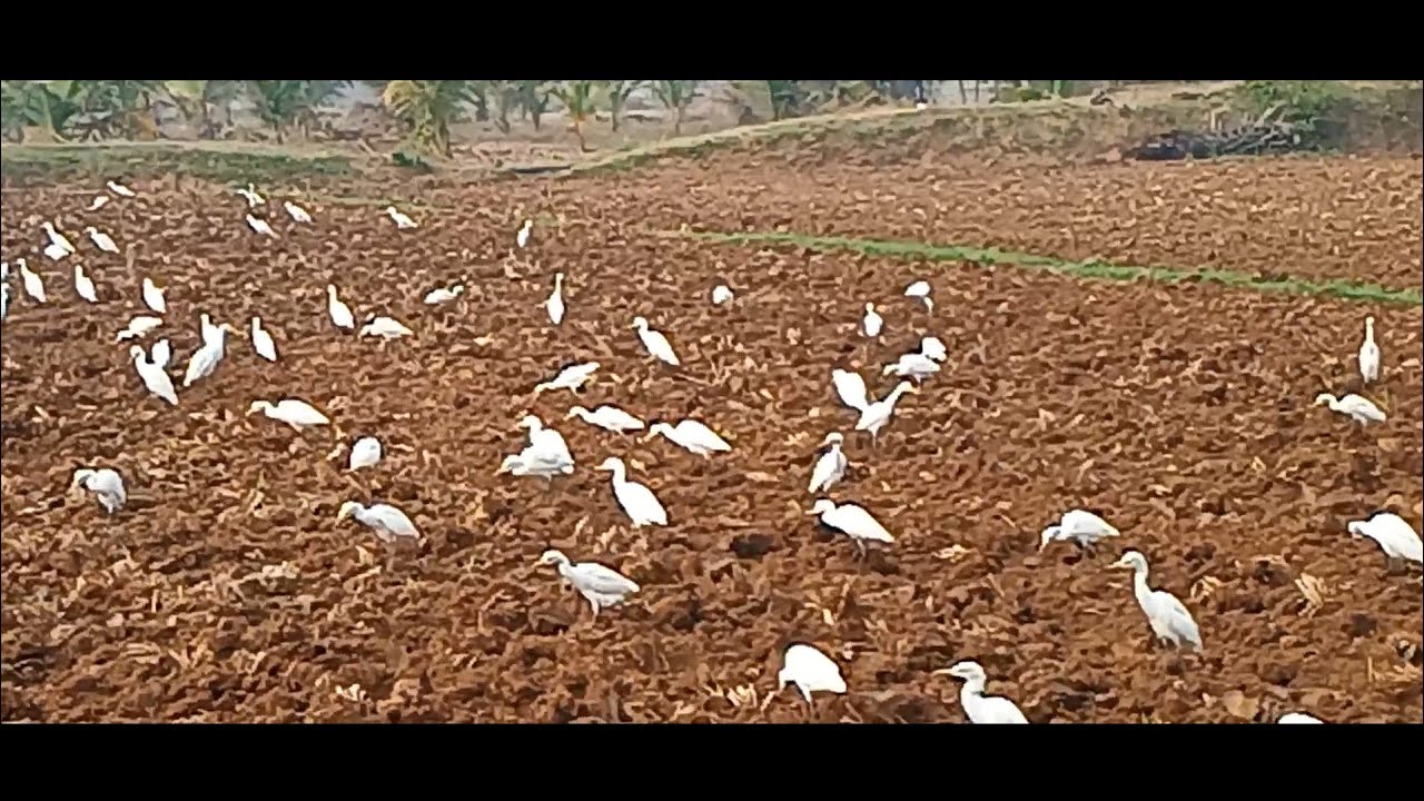 నువ్వులు జల్లాము #armynaidusandrana #raitunaturalvlog #jaijawaanjaikisaan 