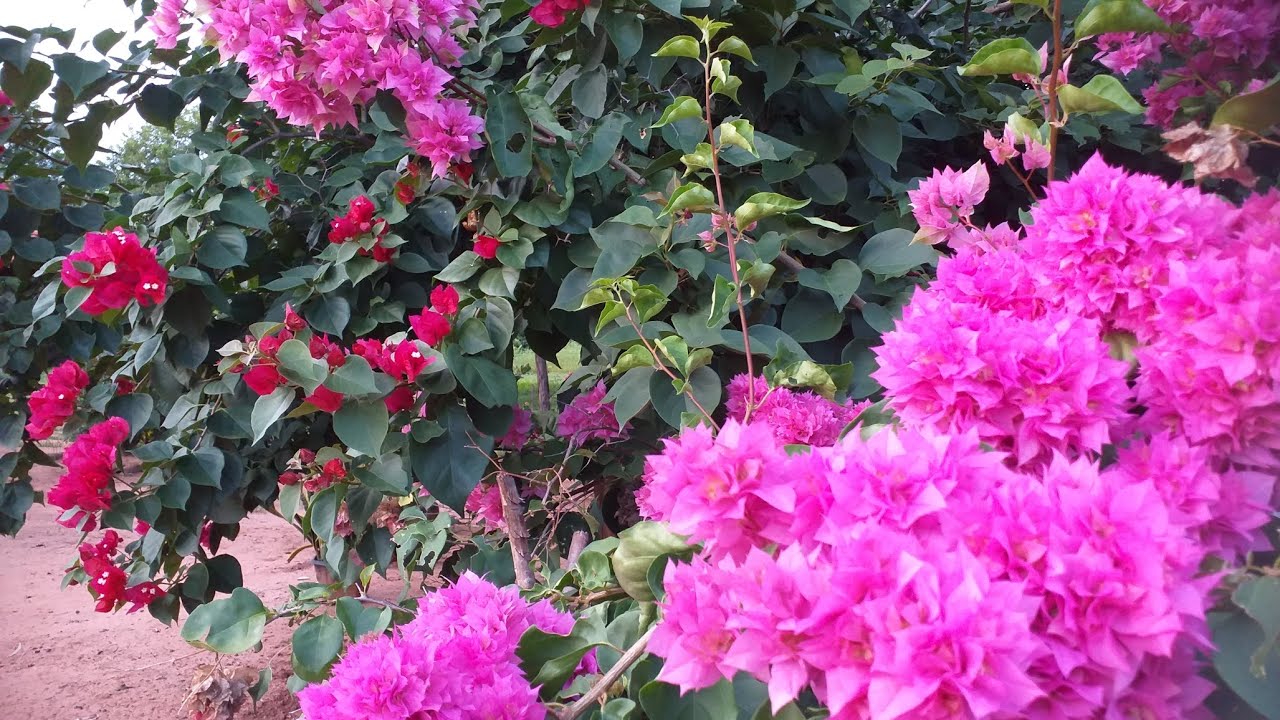 Hoje vamos ver burgavilho e rosa do dezerto 