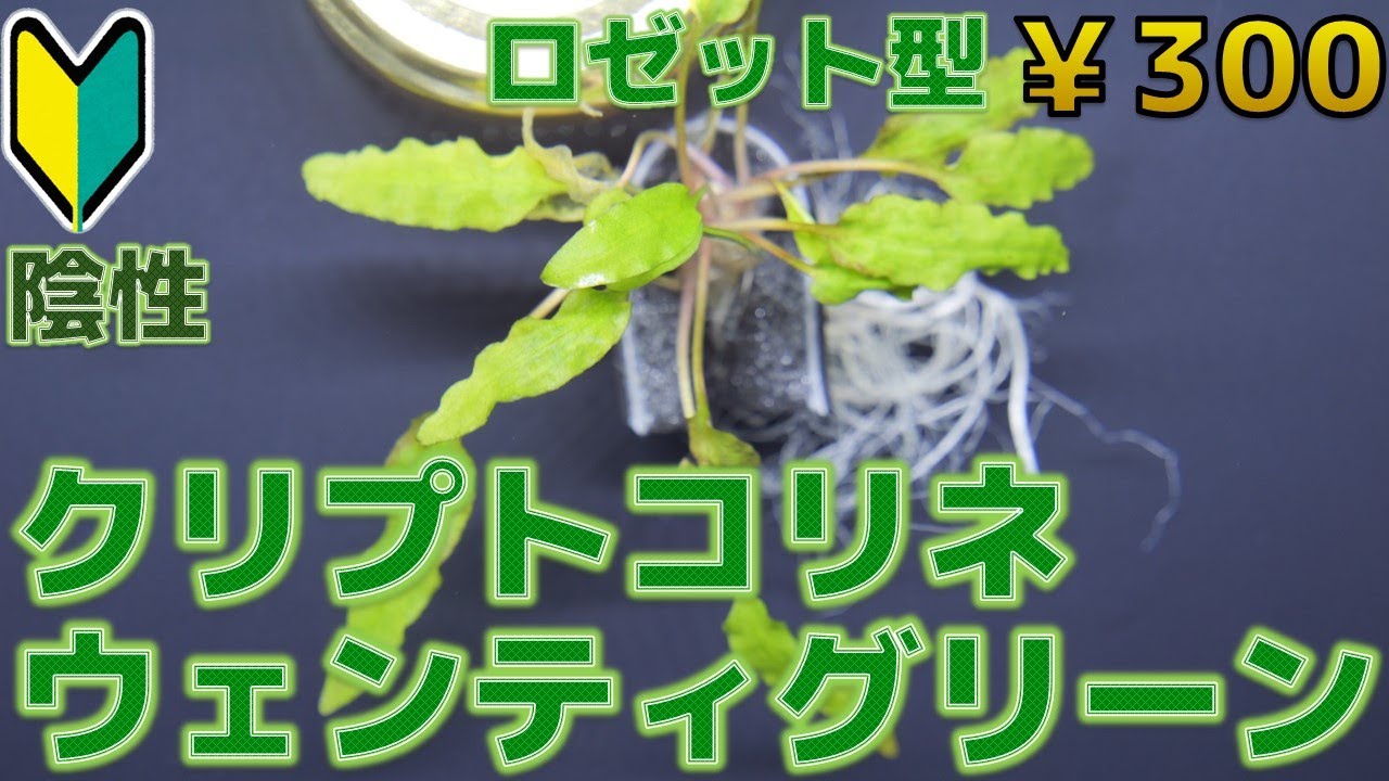 【水草紹介】溶けるクリプトの中で1番丈夫。クリプトコリネ・ウェンティ・グリーン【ふぶきテトラ】