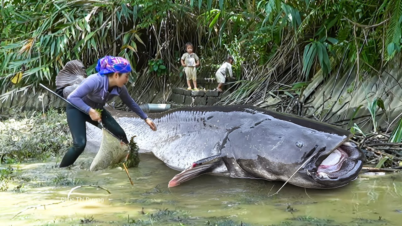 Catching a 500kg+ River Monster Catfish, Giant Carp & Tilapia by Hand to Sell at the Fish Market