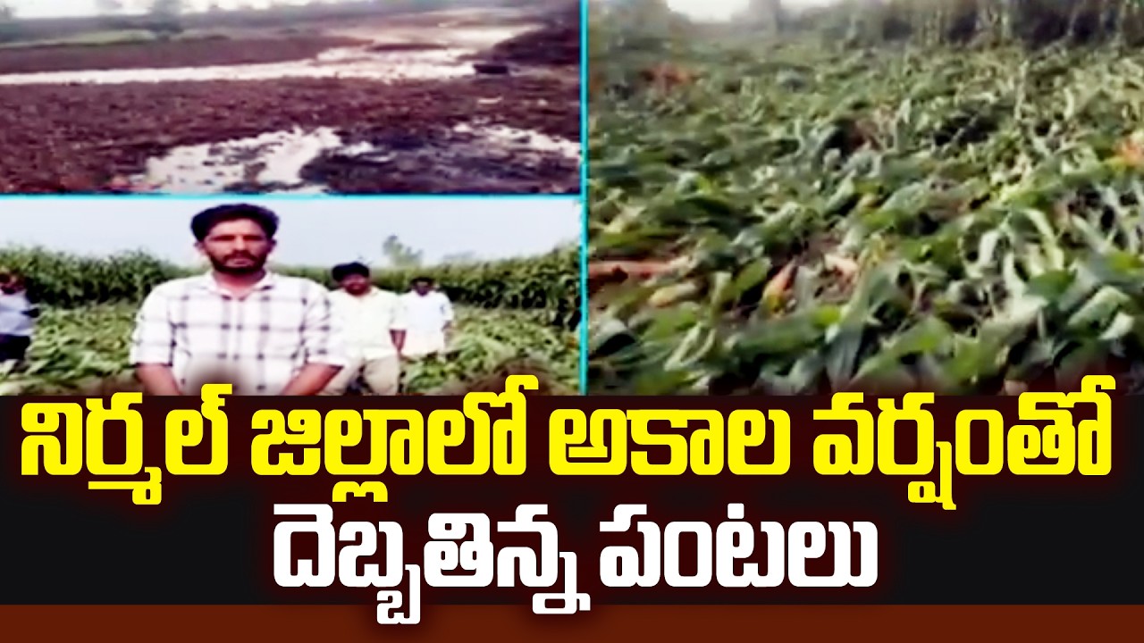 నిర్మల్ జిల్లాలో అకాల వర్షంతో దెబ్బతిన్న పంటలు | uge Crop Damage At Nirmal Dist | 99TV