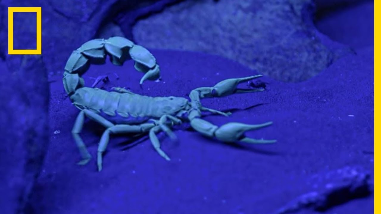 Ce scorpion est l'un des plus mortels au monde