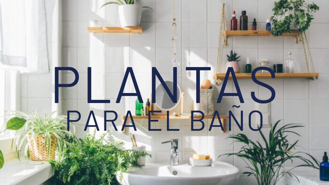7 Plantas para el Baño | Decora tu Baño con estas plantas de interior fáciles de cuidar.