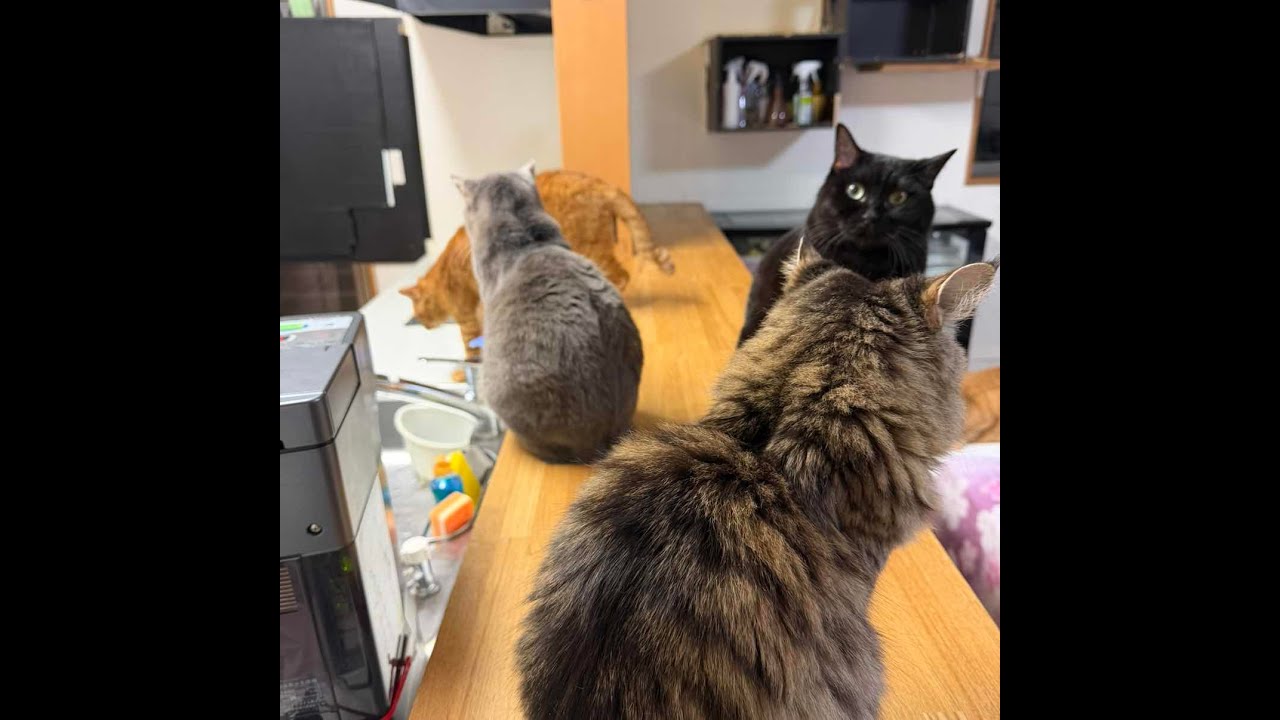ねこオアシスオハナ　2026.2.24自宅