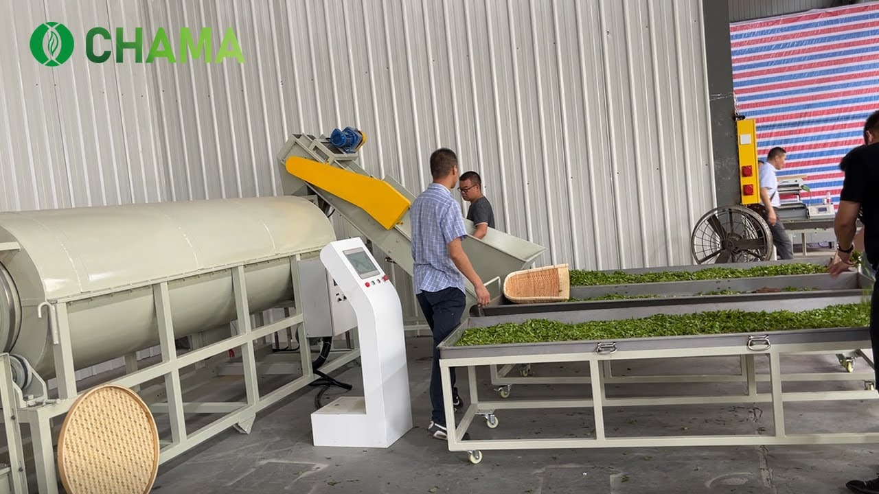 Automatic tea processing machine, Green tea fixation machine