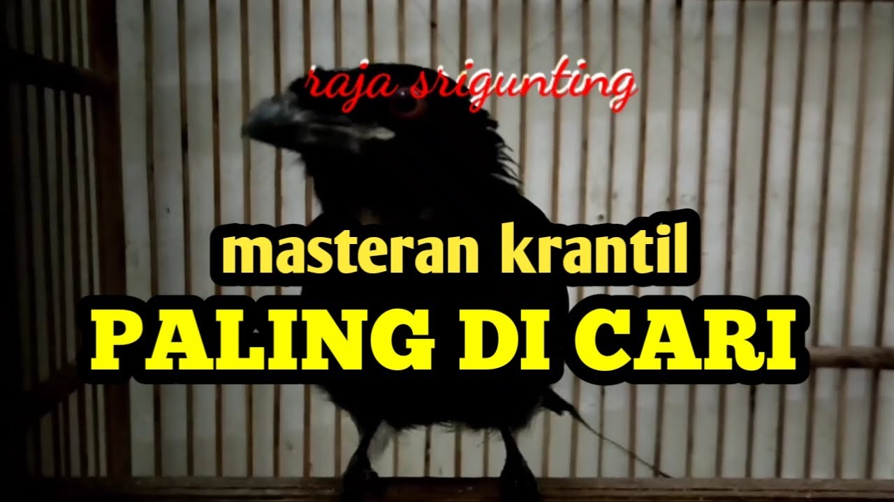 TERBUKTI!!!  SRIGUNTING KRANTIL COCOK BUAT MASTERAN