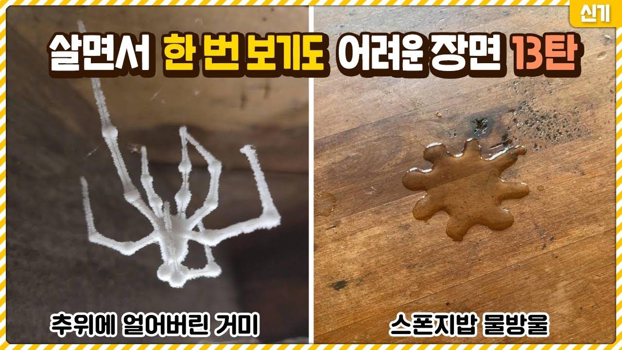 살면서 한 번 보기도 어려운 신기한 장면들 13탄