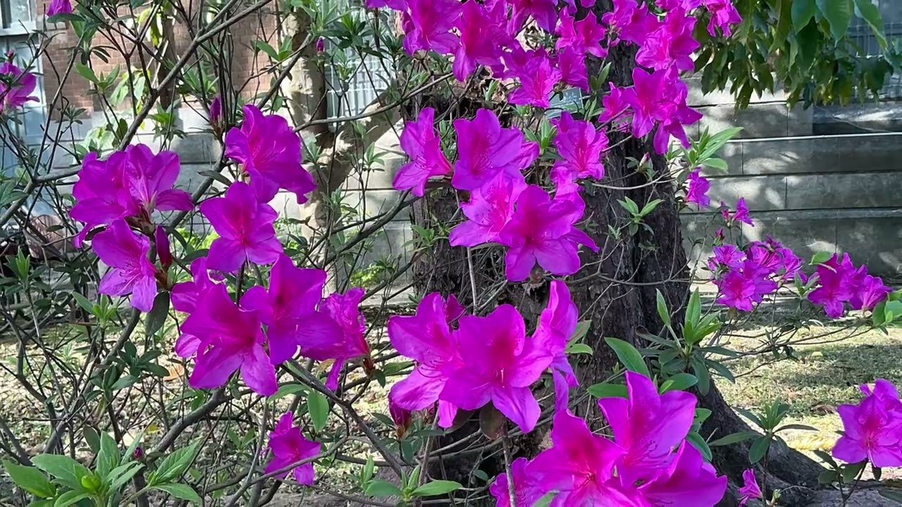115年2月15日台大校園（1）