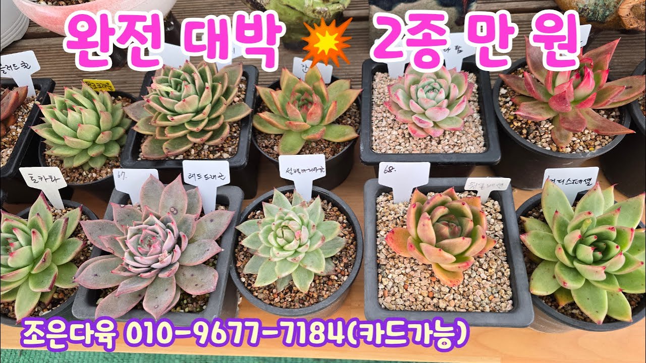 260110📍#조은다육 누비제나 매금장미 환엽아톰 더스티로즈 라디칸스 펜지 블루엘프 춘맹 매직쨈골드 스파이시 러블리로즈 테슬라