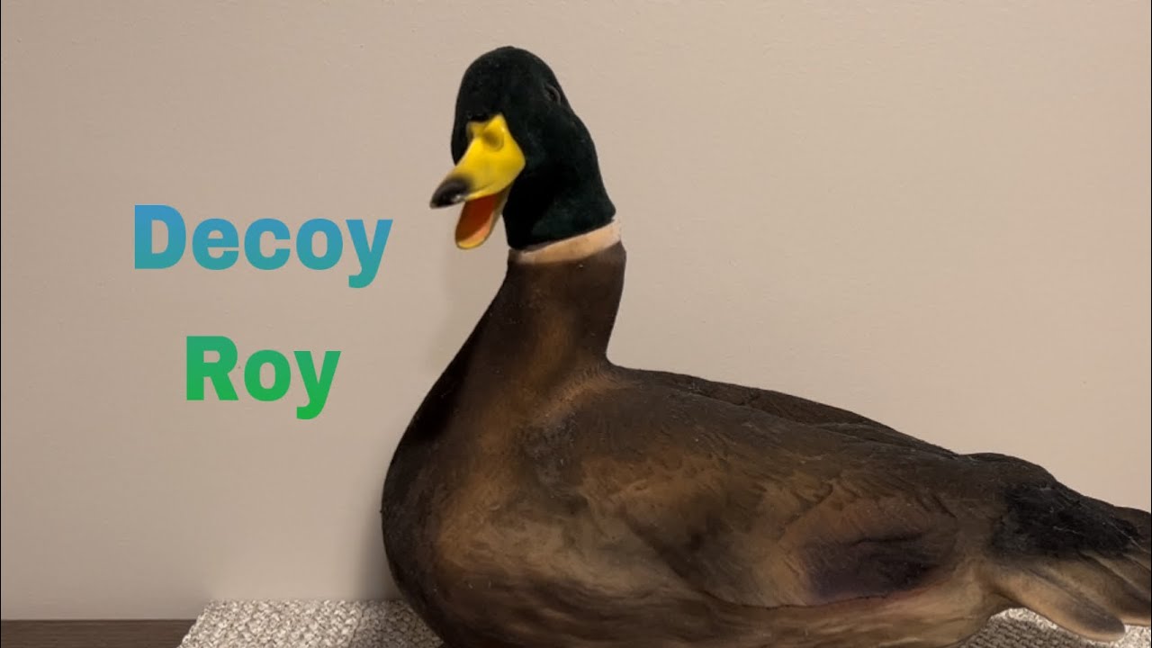 ‘Decoy Roy’ Singing and Talking Duck