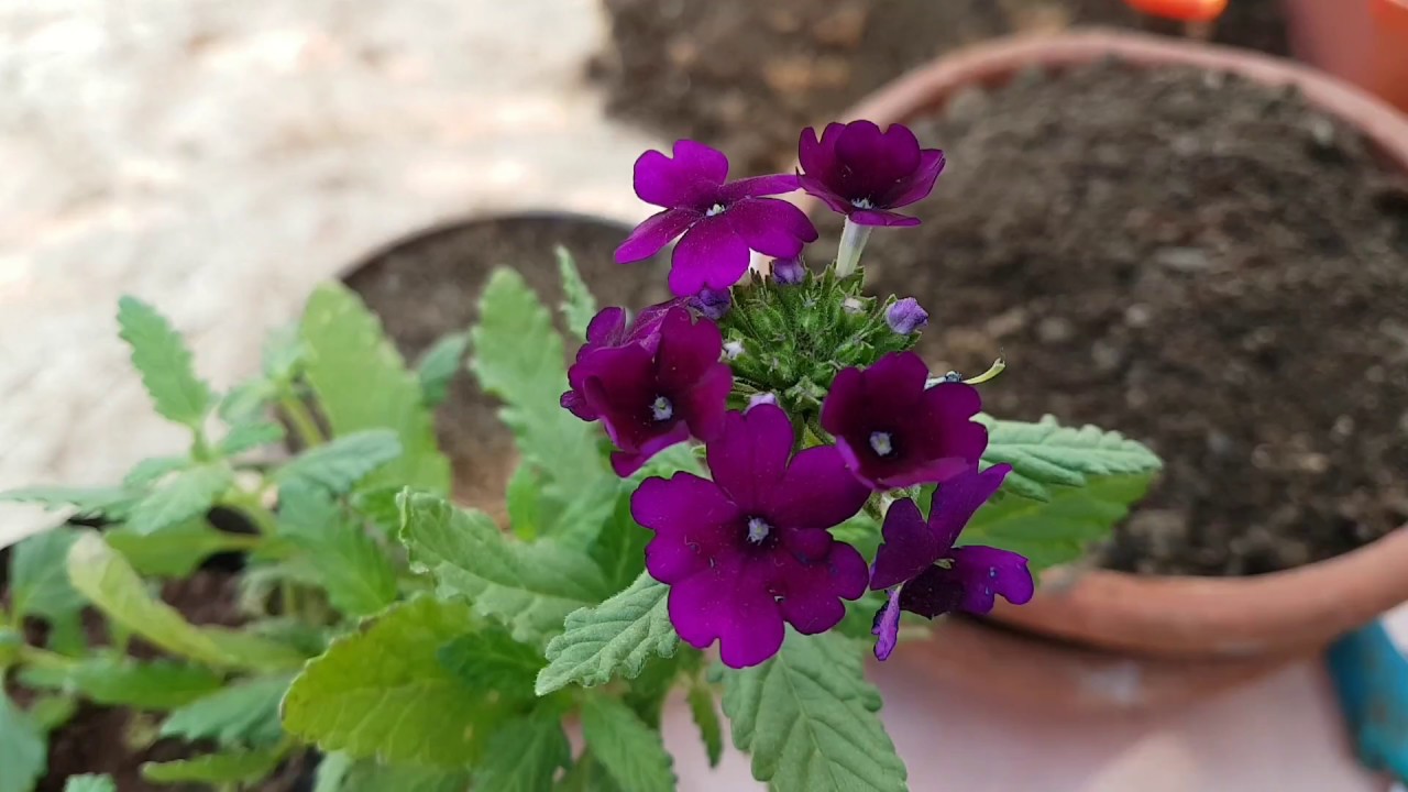 84. How to grow Verbena.