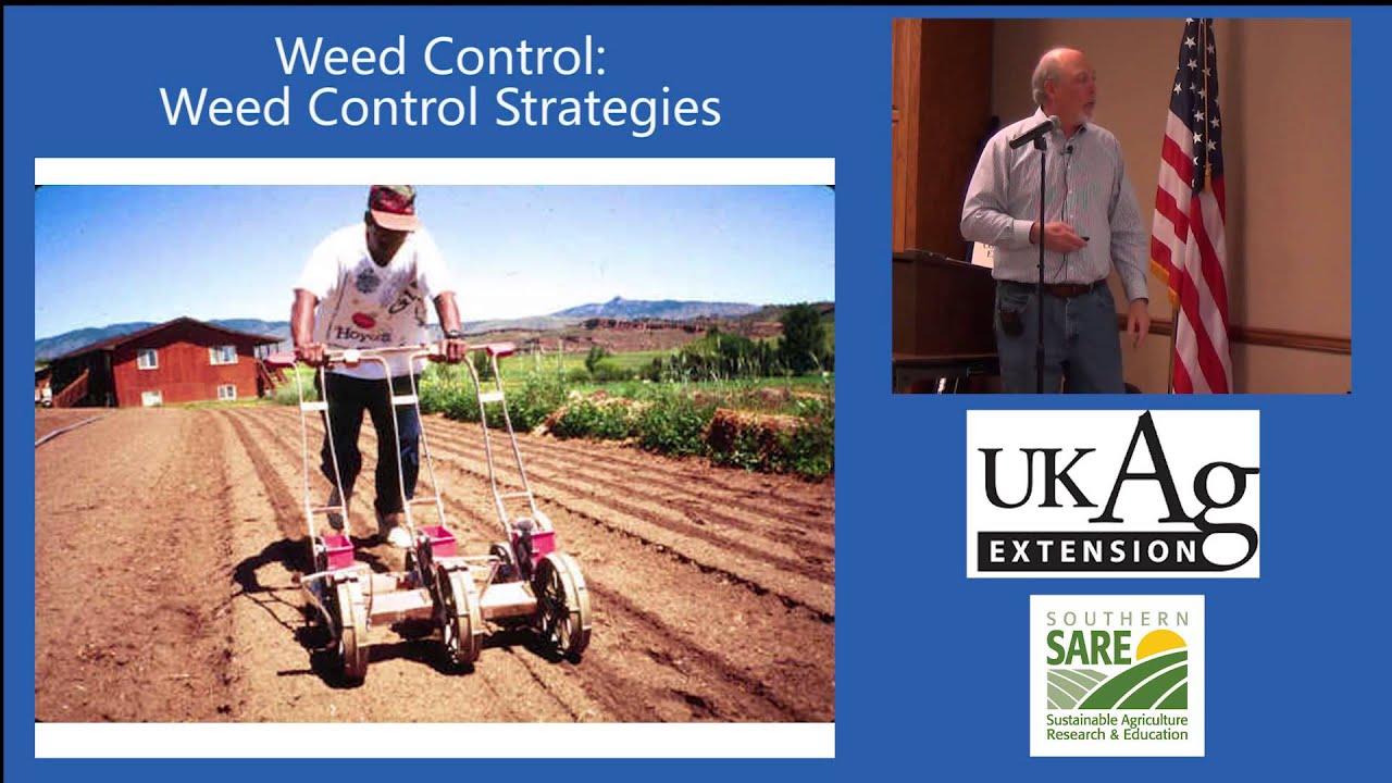 Blueberry Production in Kentucky Part 8-2: Organic Weed Control Strategies