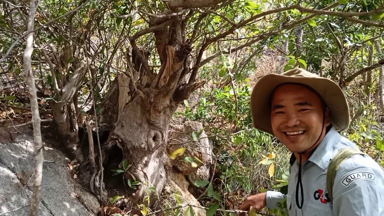 Trải Nghiệm Tìm Mai Vàng Rừng Thiên Nhiên Thú Vui Ngày Xuân Từ Xa Xưa