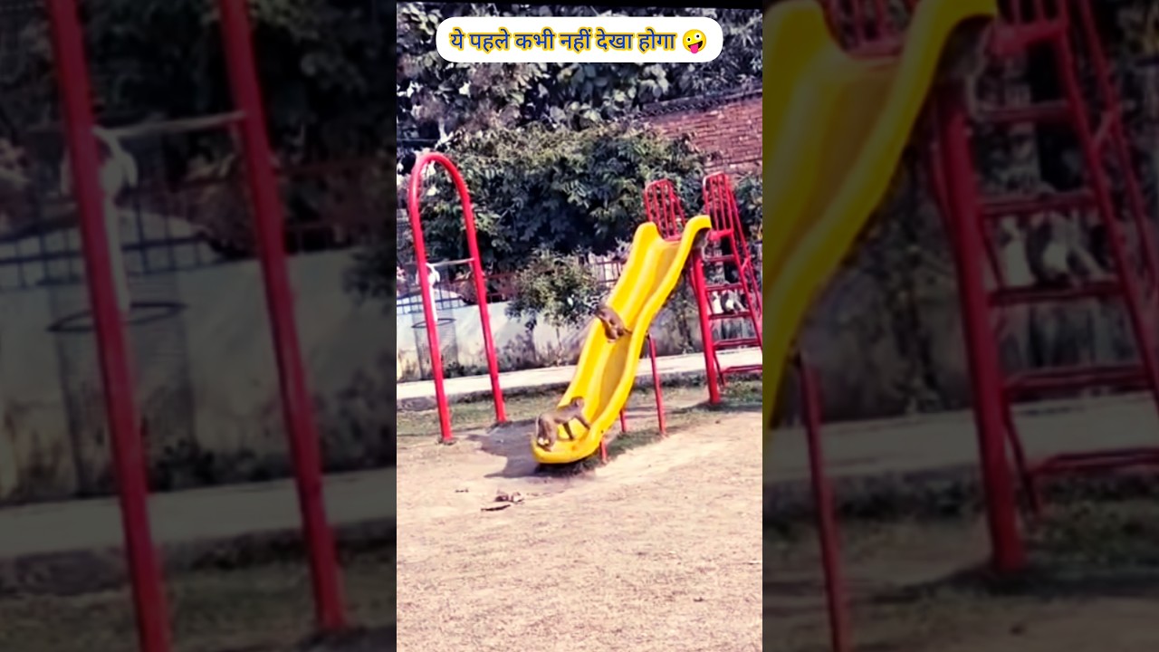 🤣 dekho kaise yeh funny monkey apni masti se sabko hasaa raha hai 