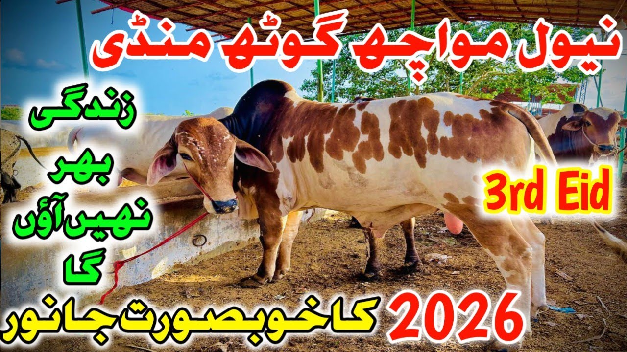 Eid Day 3 At Naval Moach Goth Maweshi Mandi latest update #navalmandi #cowmandi #animals #bull #cow