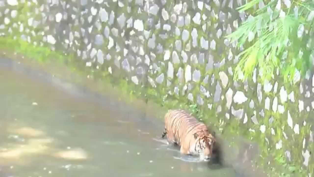 Macan ragunan SUPER BESAR