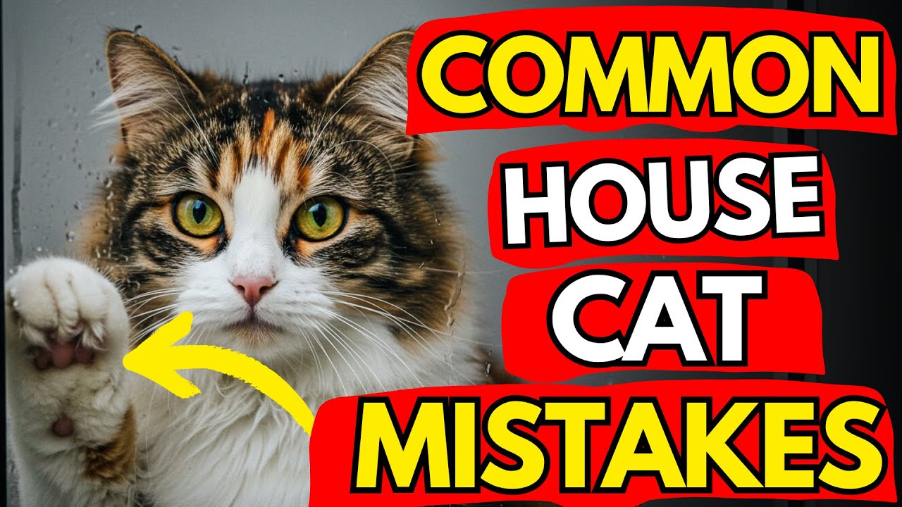 If You Have An INDOOR Cat, Never Do THIS! | Cat Flix