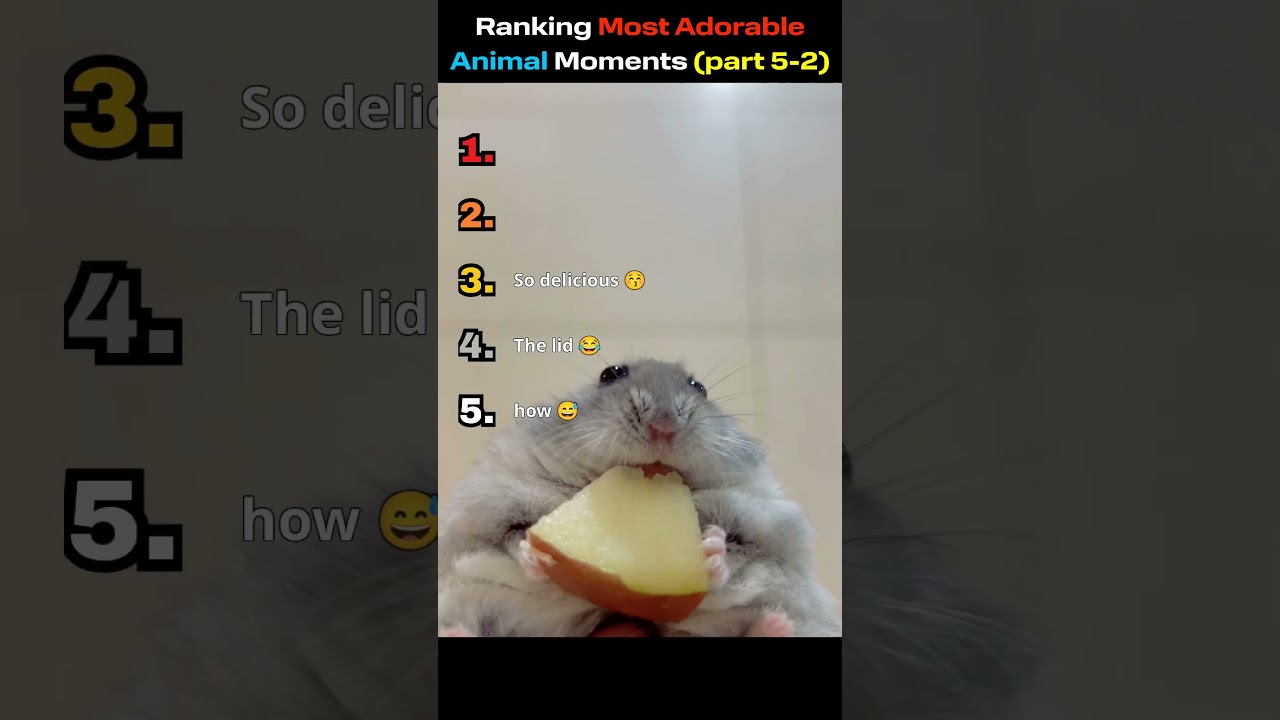 Ranking Most Adorable Animal Moments (part 5-2)