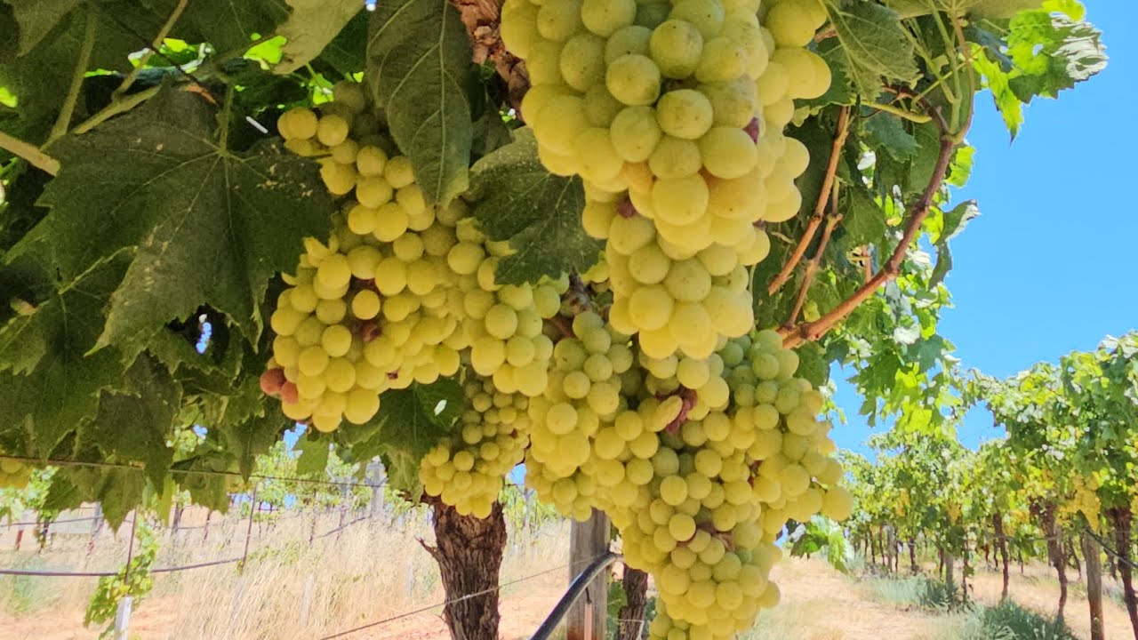 มาเก็บองุ่นสวยๆหวานๆที่ Swan Valley Perth ถึงฤดูกาลแล้วพลาดไม่ได้ค่ะ #grapes #farming #สวนองุ่น