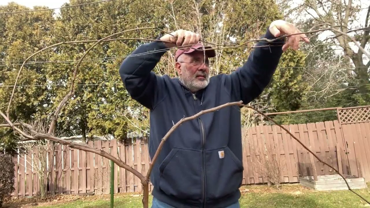 Pruning Young Thomcord on a Munson Trellis