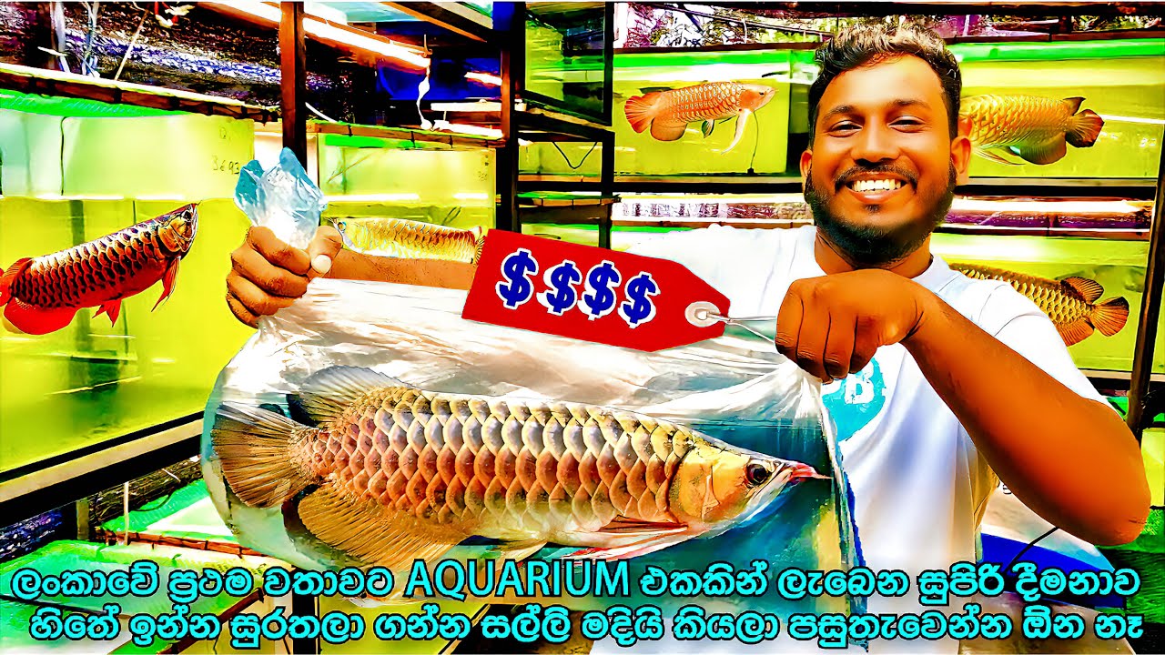 Arowana වලට ආස අයට සුපිරි අවස්ථාවක් එක්ක ලංකාවට ආපු සුපිරිම මාළු සෙටි එක හමිබුනා යාලුවනේ 😍🤩🫣😱