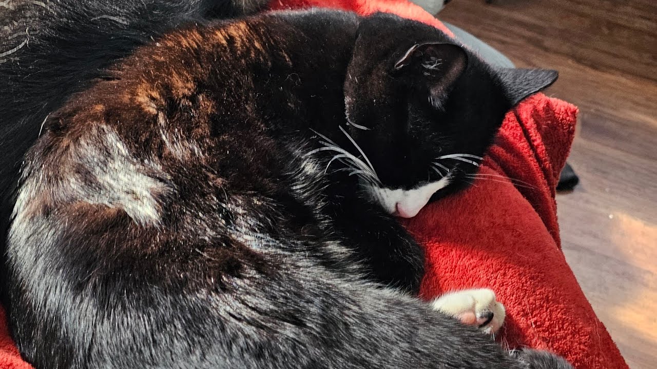 Animal care and cleaning