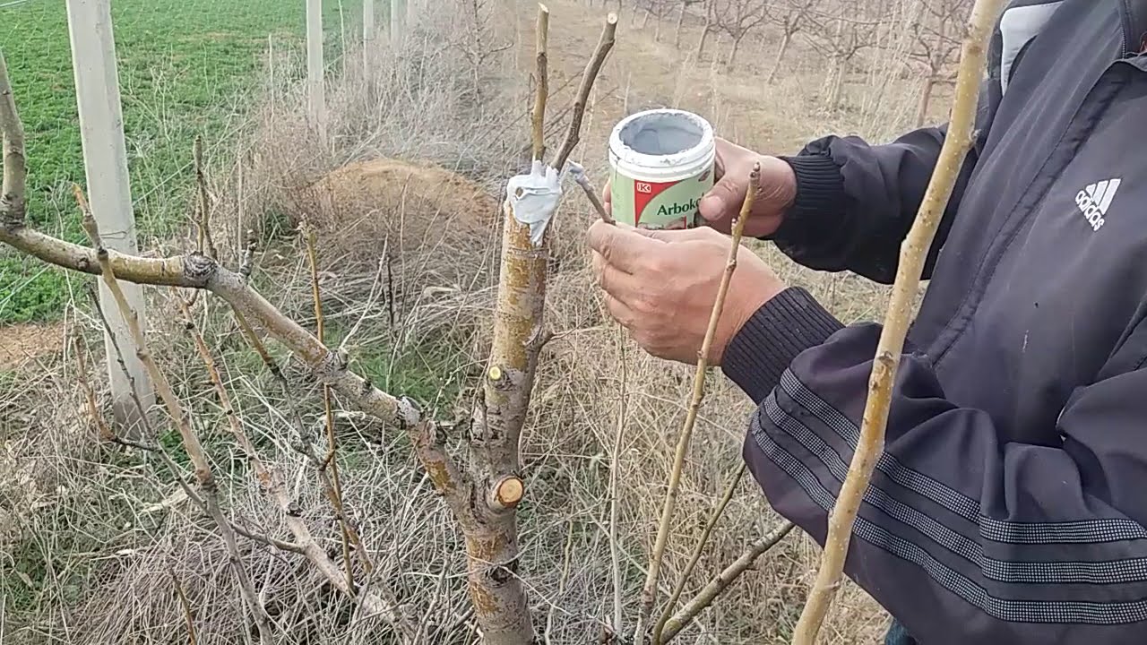 Armut aşısı nasıl yapılır