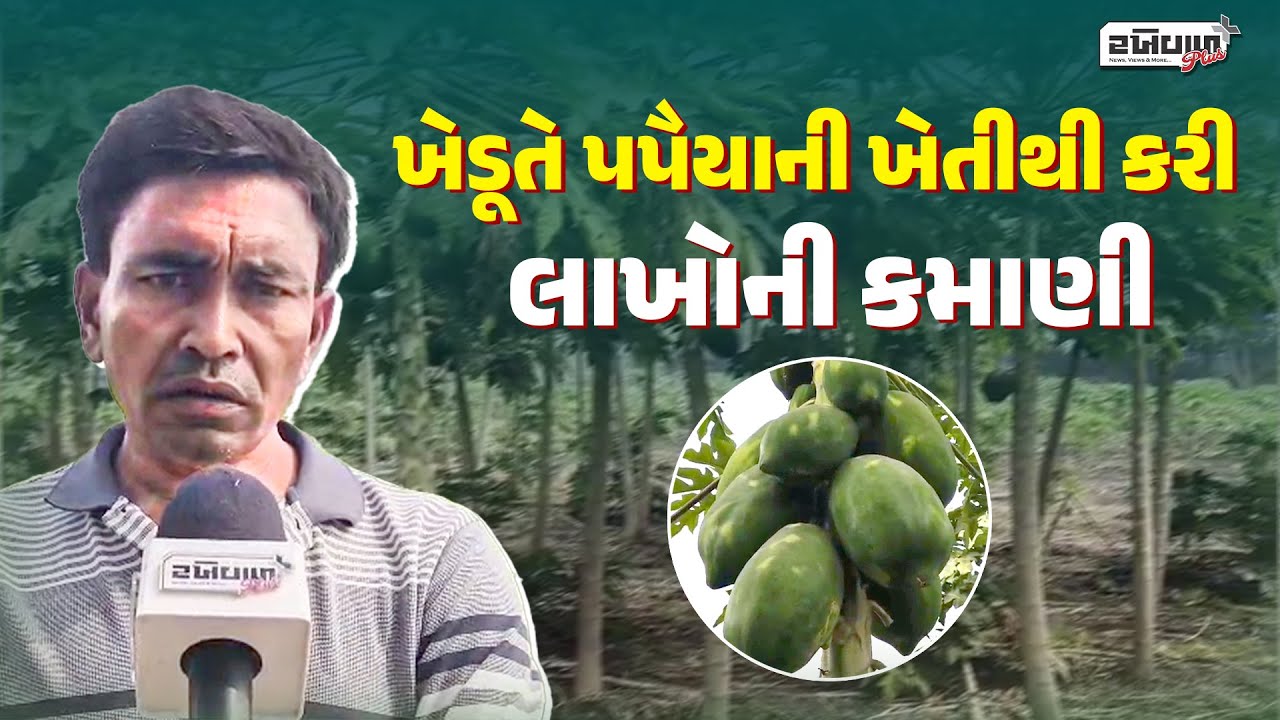 તળાજાના બપાડાના ખેડૂતે પપૈયાની ખેતીથી કરી લાખોની કમાણી | Papaya Farming Success Story Gujarat