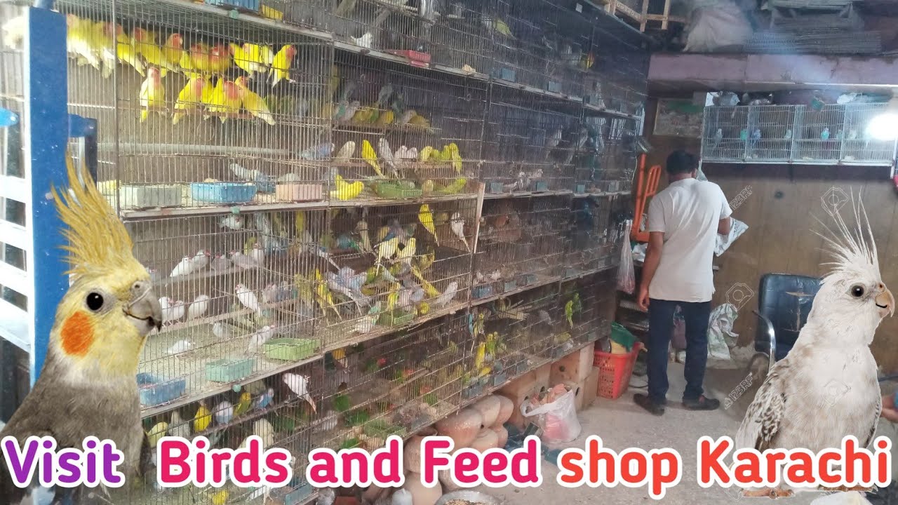 birds shop visit in Karachi | parrot canary feed medicine cage in Urdu Hindi