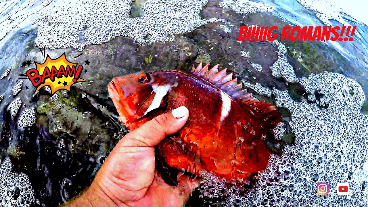 Shore FISHING for RED ROMANS
