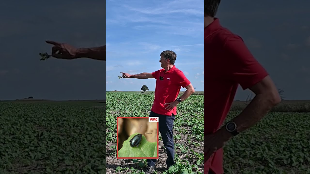 Live vom Acker – Tipps und Tricks aus den Regionen: Insektizid gegen Rapserdfloh