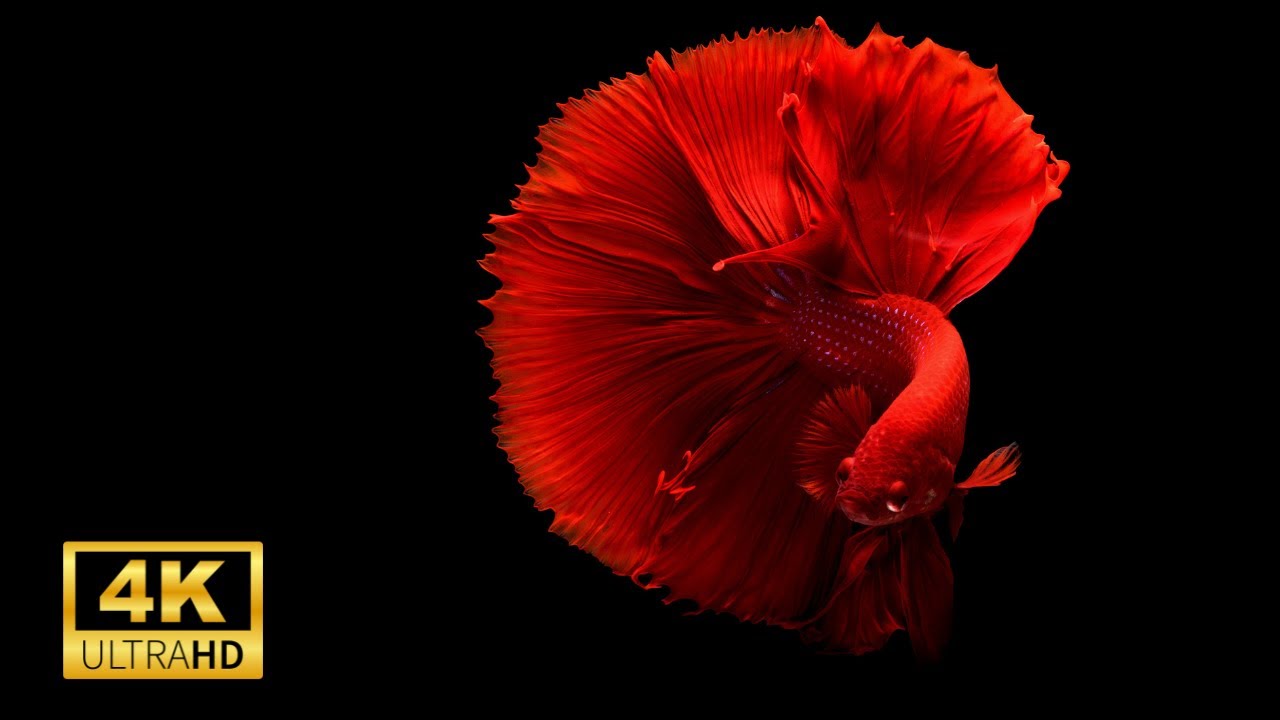 World Beautifull Betta Fish 4k Ultra Hd 60fps