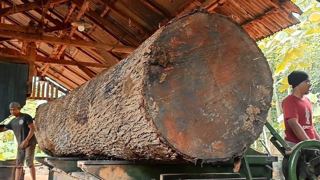 Testing Patience During the Wood Cutting Process at the Giant Tree Sawmill 