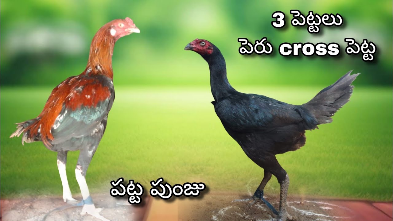 #KVR BREEDES#8367452092#bhimavaram chicks#peru cross chicks#chicks#patta punjulu#birds#chicken#viral