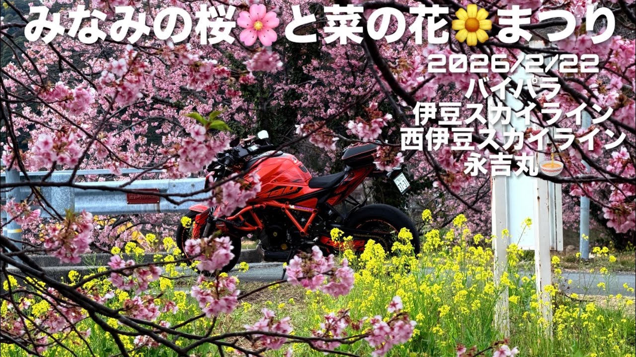 みなみの桜🌸と菜の花🌼まつり 2026/2/22 バイパラ 伊豆スカイライン 西伊豆スカイライン 🍜永吉丸