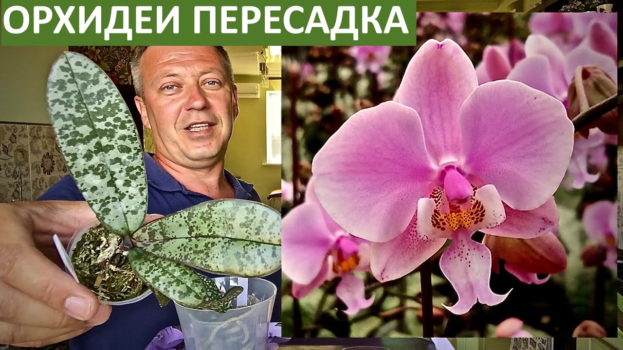 ОРХИДЕИ Шиллериана и Стюартиана | потрошим и стимулируем корни орхидеи | пересадка орхидей